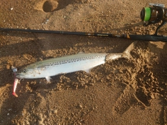 サゴシの釣果