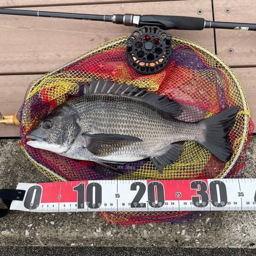 クロダイの釣果