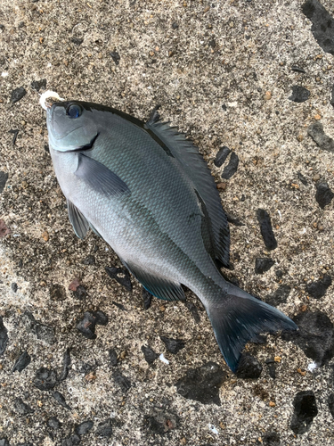 クロの釣果