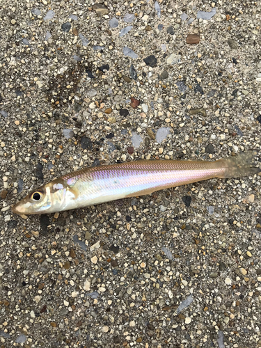 キスの釣果