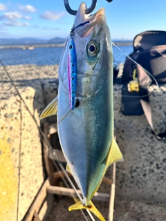 ヤズの釣果