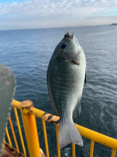 メジナの釣果