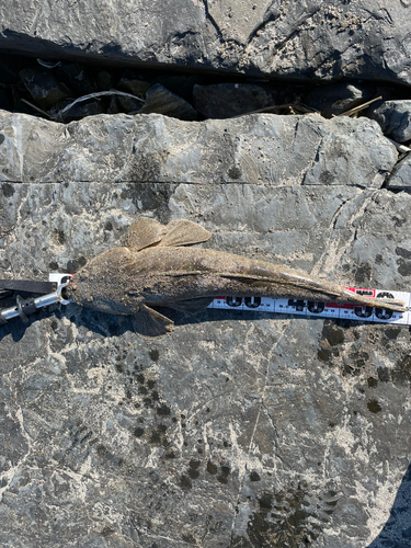 マゴチの釣果