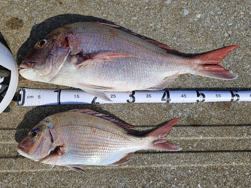 マダイの釣果