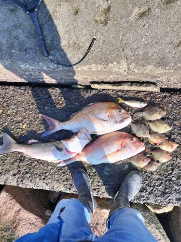 マダイの釣果