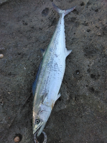 サゴシの釣果