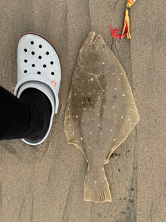 ヒラメの釣果