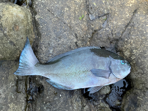 メジナの釣果