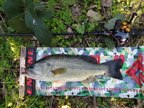 ブラックバスの釣果