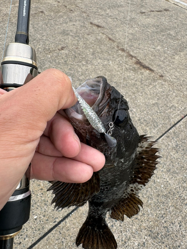 クロソイの釣果