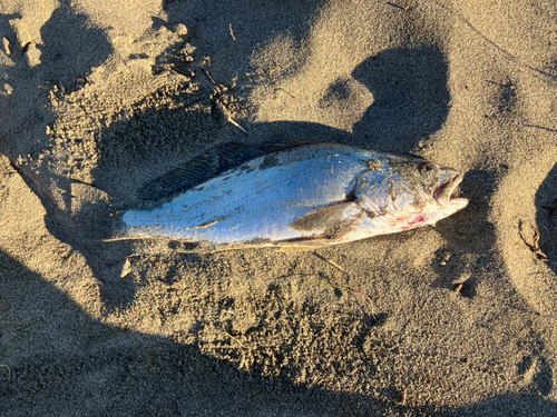 ニベの釣果