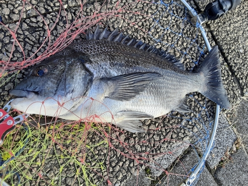 クロダイの釣果