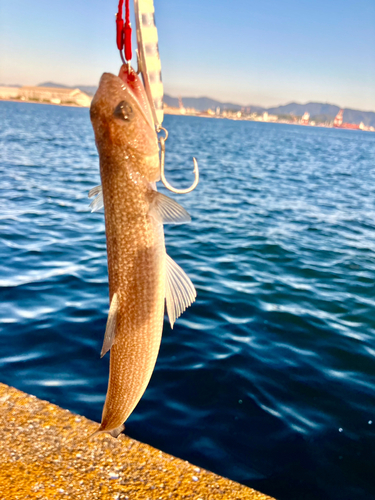 エソの釣果