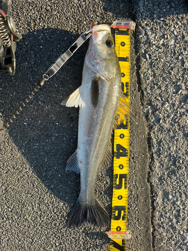 スズキの釣果