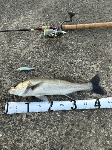 シーバスの釣果