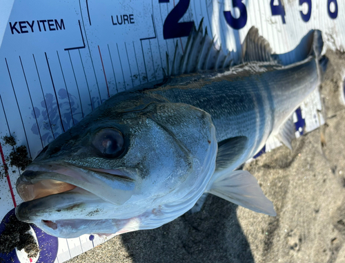 フッコ（マルスズキ）の釣果