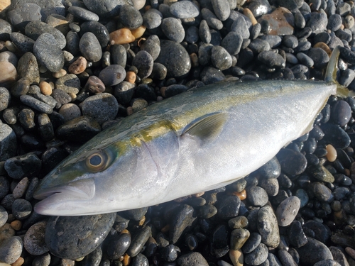 ツバスの釣果