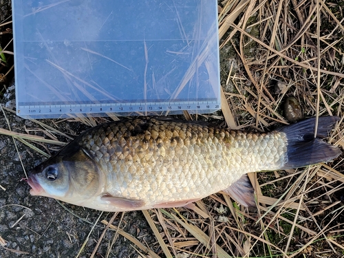 ギンブナの釣果