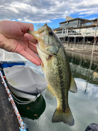 ラージマウスバスの釣果