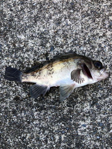 シロメバルの釣果