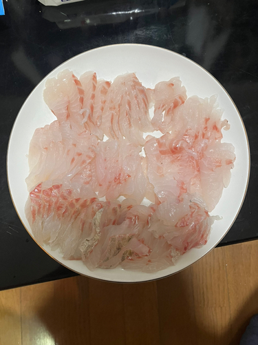 メジナの釣果