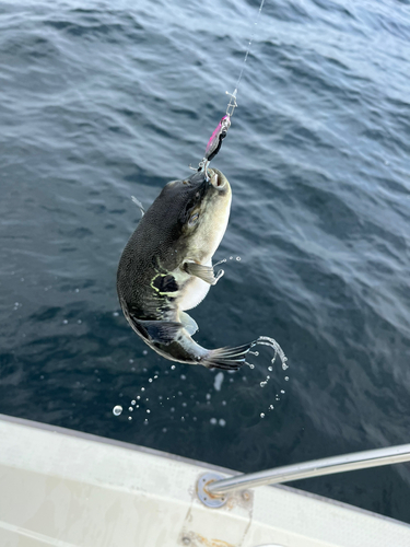 トラフグの釣果