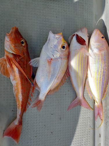 イトヨリダイの釣果