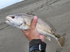 ニベの釣果