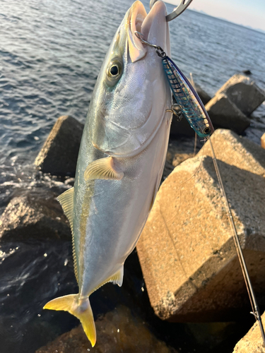 ヤズの釣果