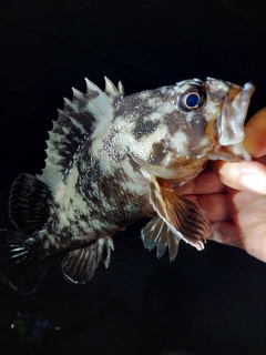 ムラソイの釣果