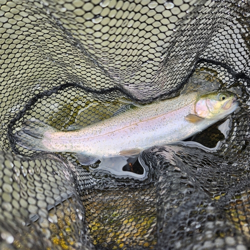 ニジマスの釣果