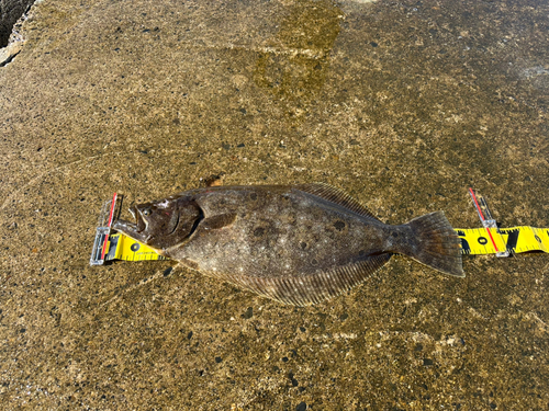 ヒラメの釣果