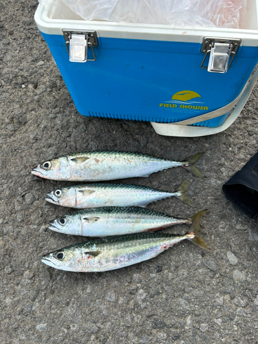 サバの釣果