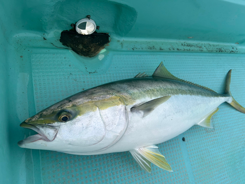 ハマチの釣果