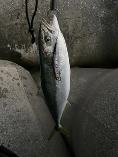 イナダの釣果