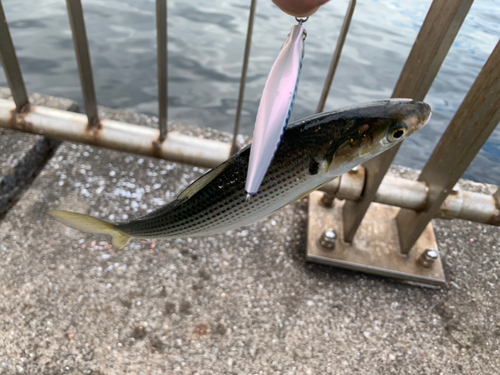 コノシロの釣果