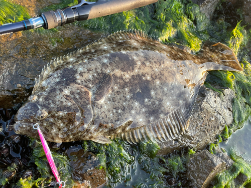 ヒラメの釣果