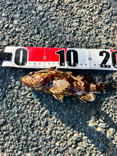 タケノコメバルの釣果