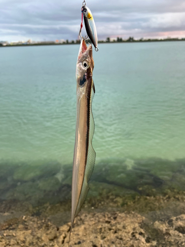 タチウオの釣果