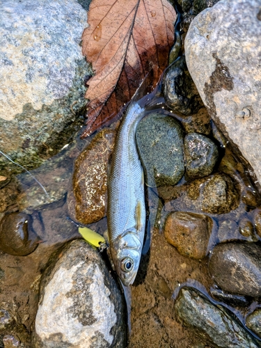 ウグイの釣果