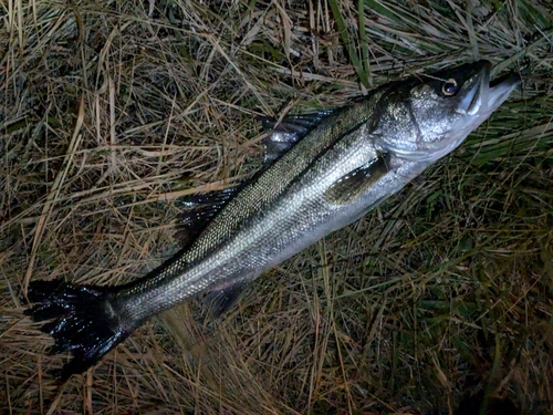 スズキの釣果