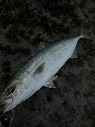 ブリの釣果