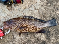 オオモンハタの釣果