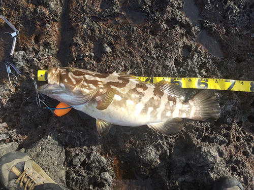 クエの釣果