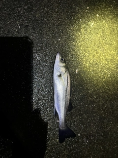 セイゴ（マルスズキ）の釣果
