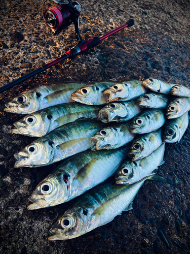 アジの釣果