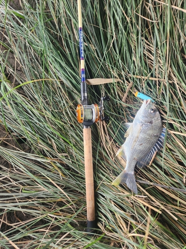 キビレの釣果