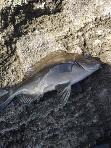 メジナの釣果