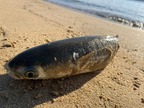 サゴシの釣果