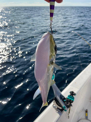 シロサバフグの釣果